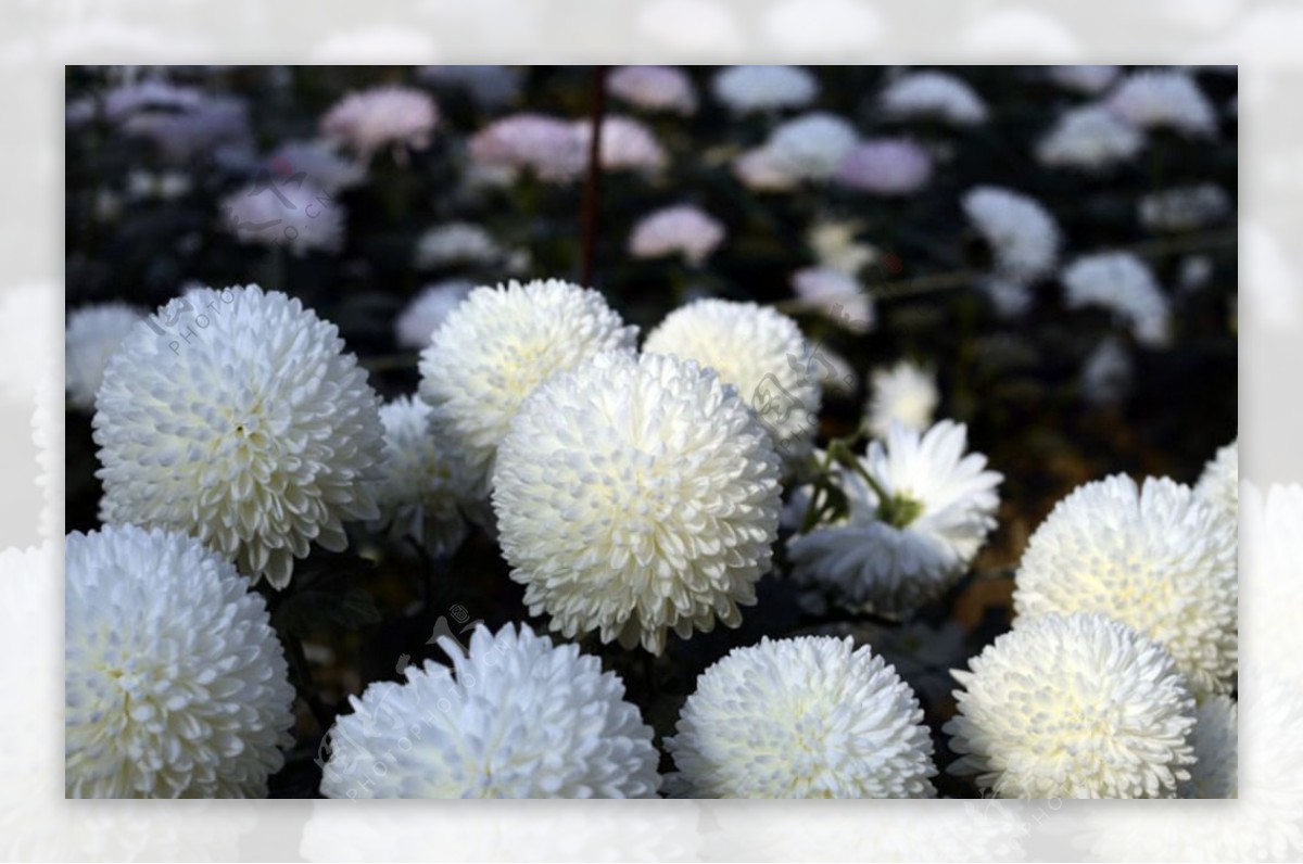 白色菊花球图片