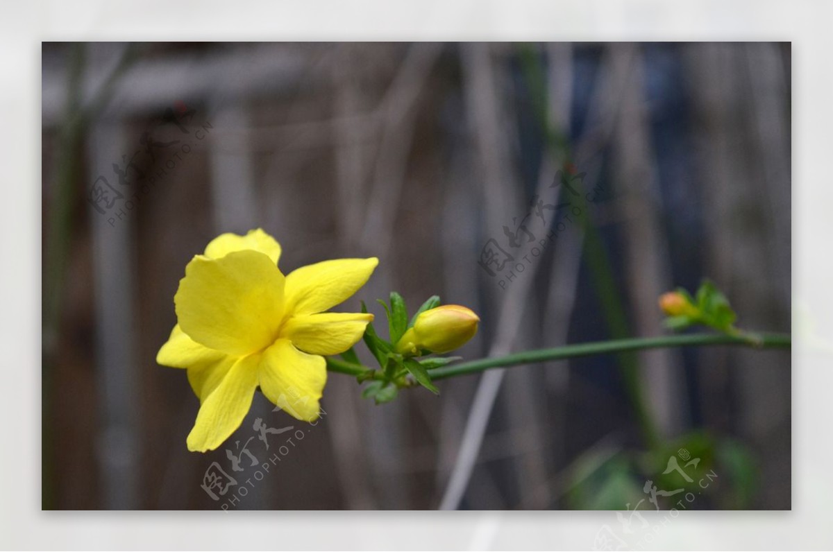 小迎春花图片