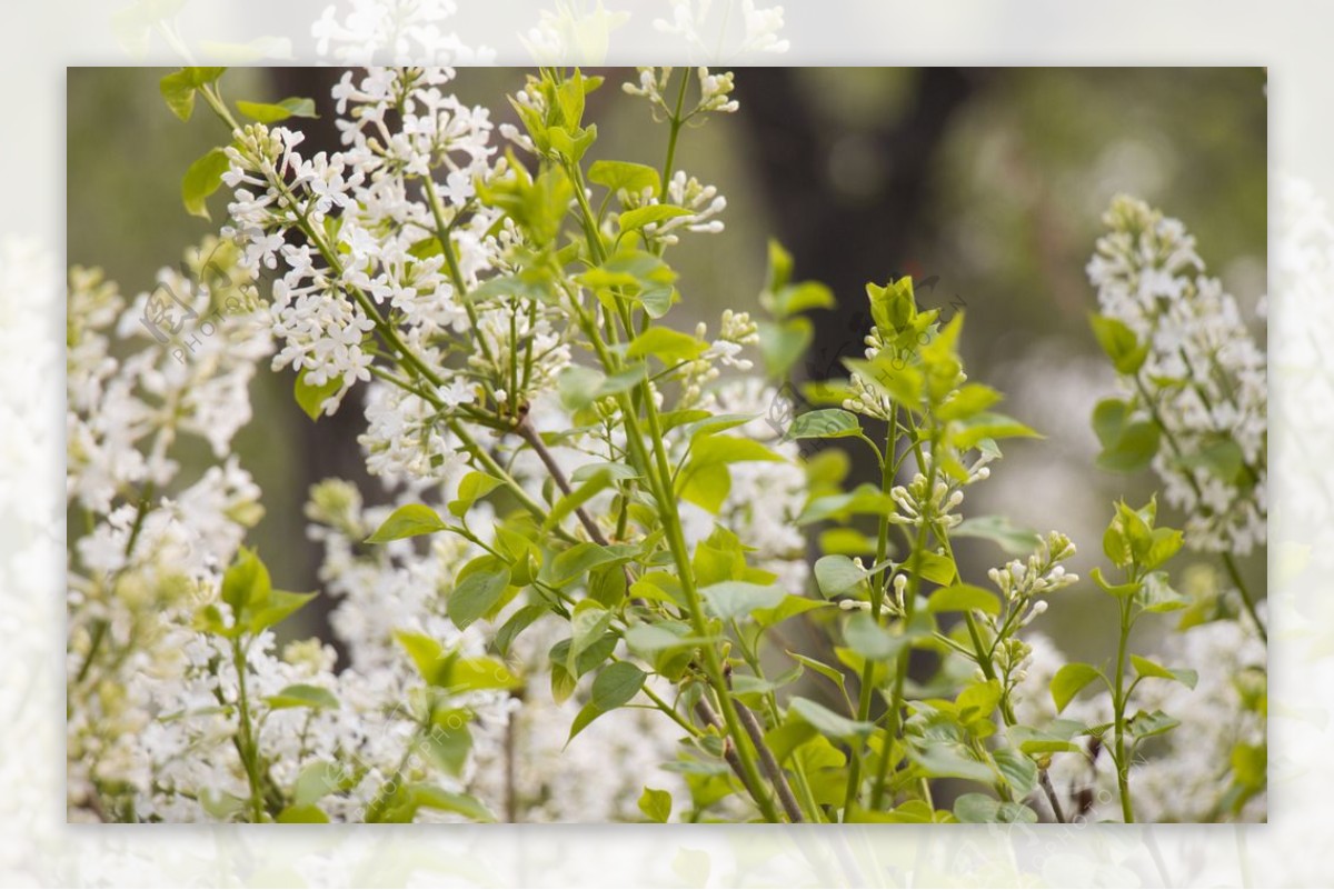 丁香花图片