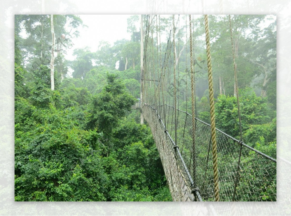 热带雨林吊桥图片