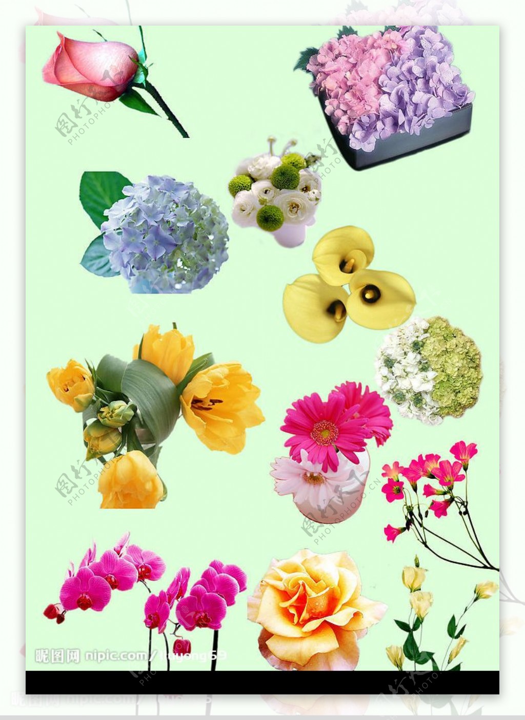 抠好的花的素材PSD格式图片