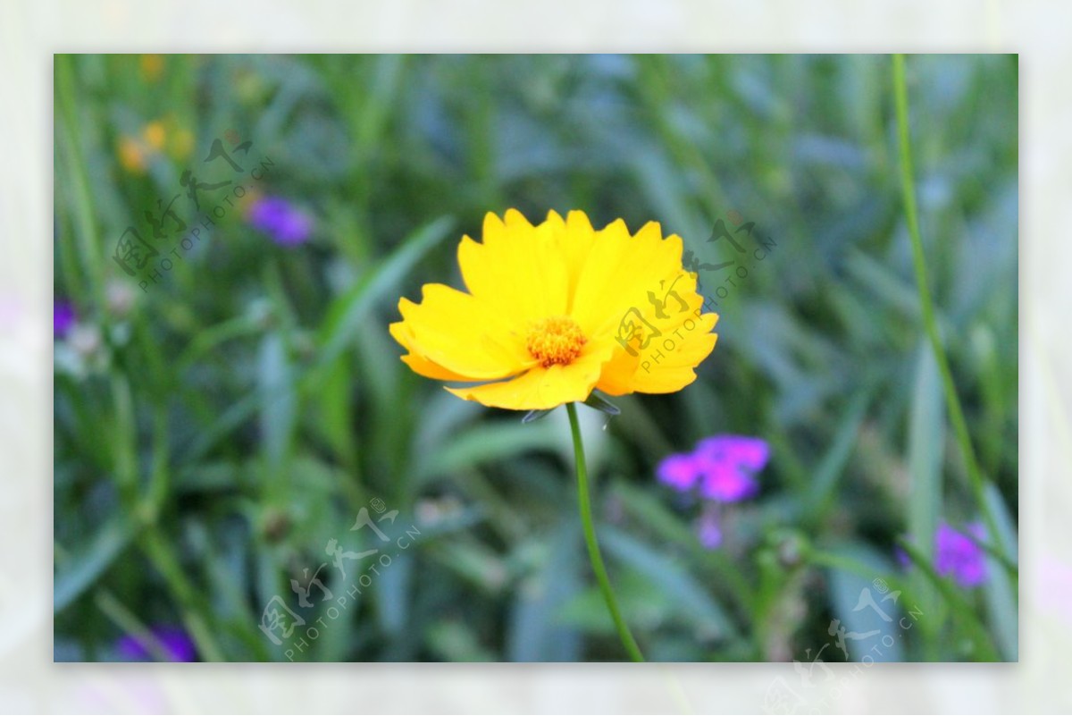 小黄花图片