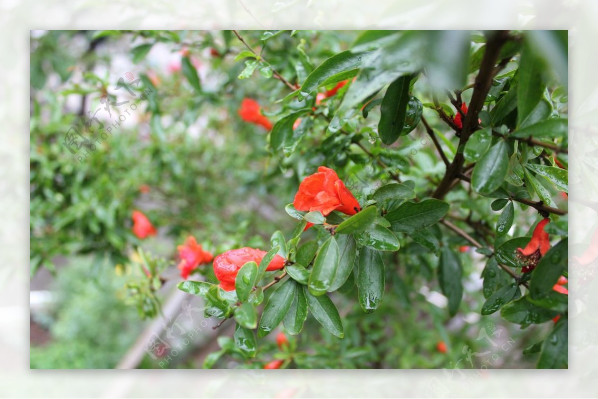 石榴花图片