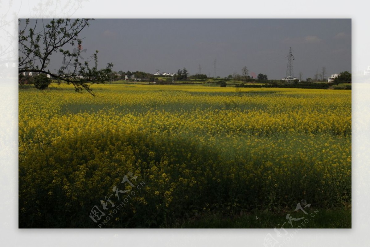 油菜花图片