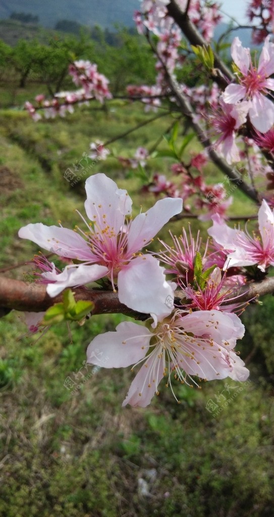 春色桃花图片