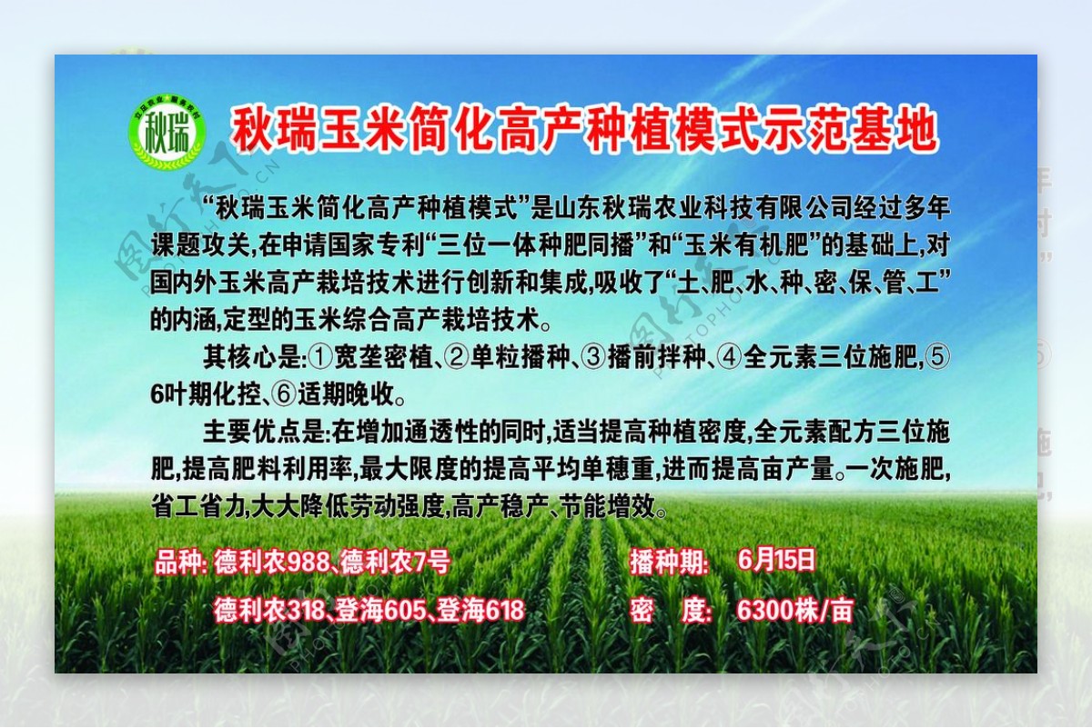 秋瑞玉米简化高产种植图片