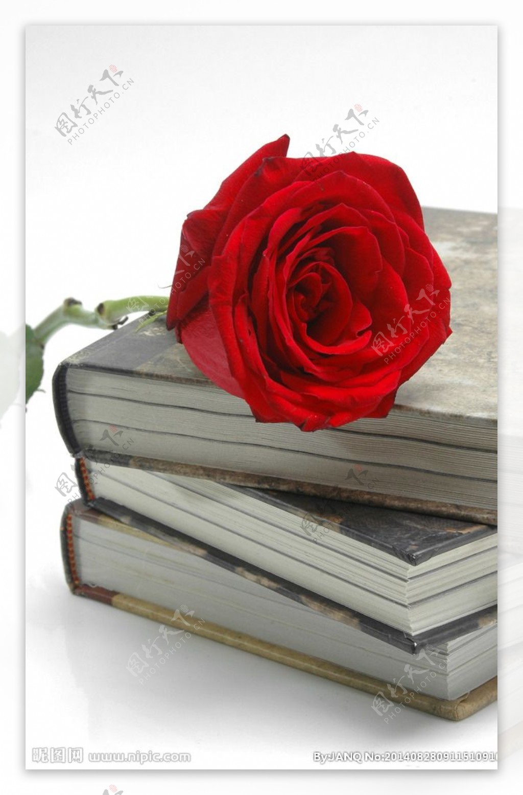 玫瑰书本素材-玫瑰书本图片-玫瑰书本素材图片下载-觅知网