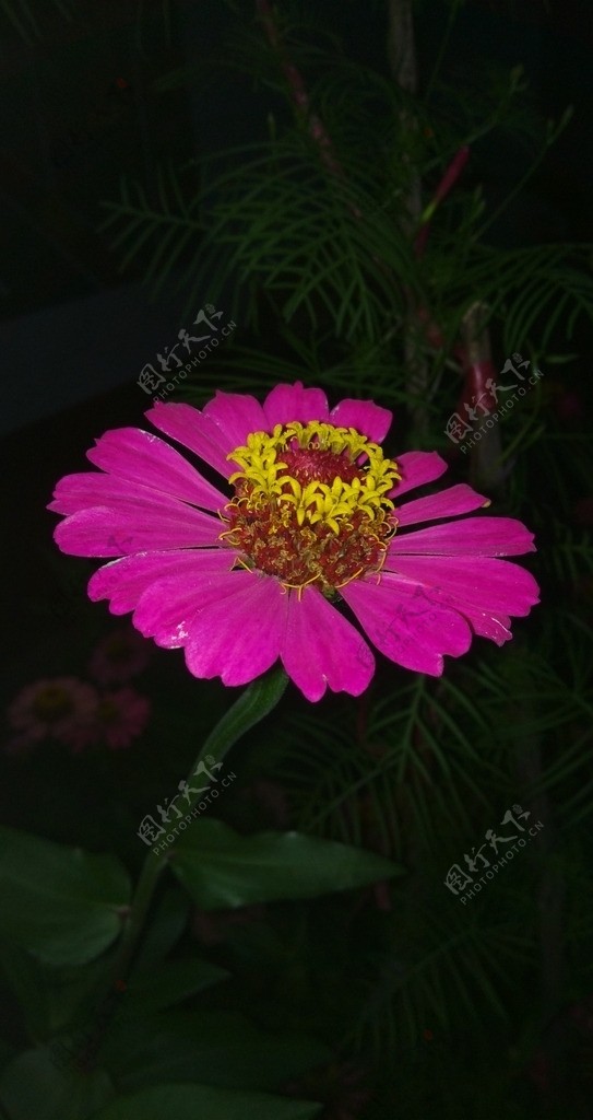 粉红花朵斜侧面图片