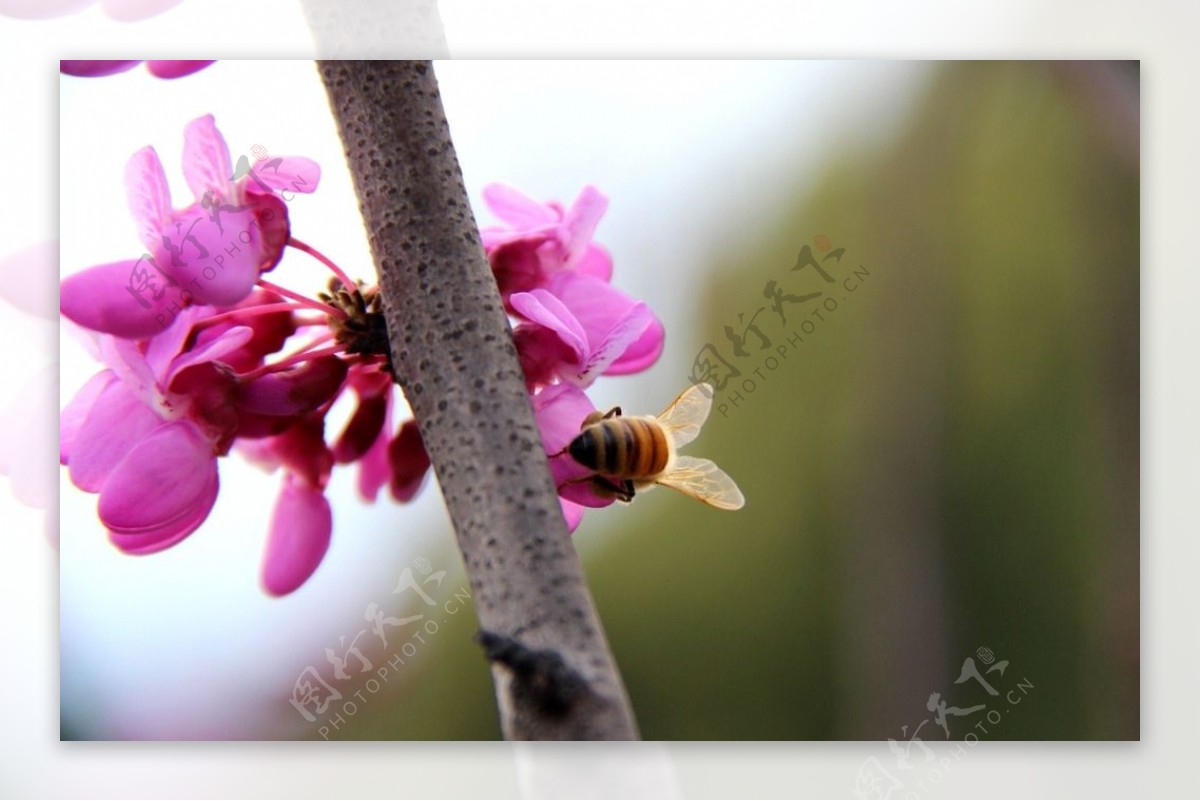 紫荆花摄影图片