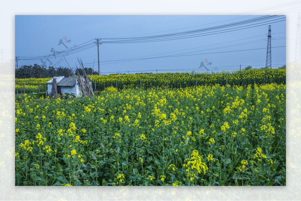 那片油菜花田图片