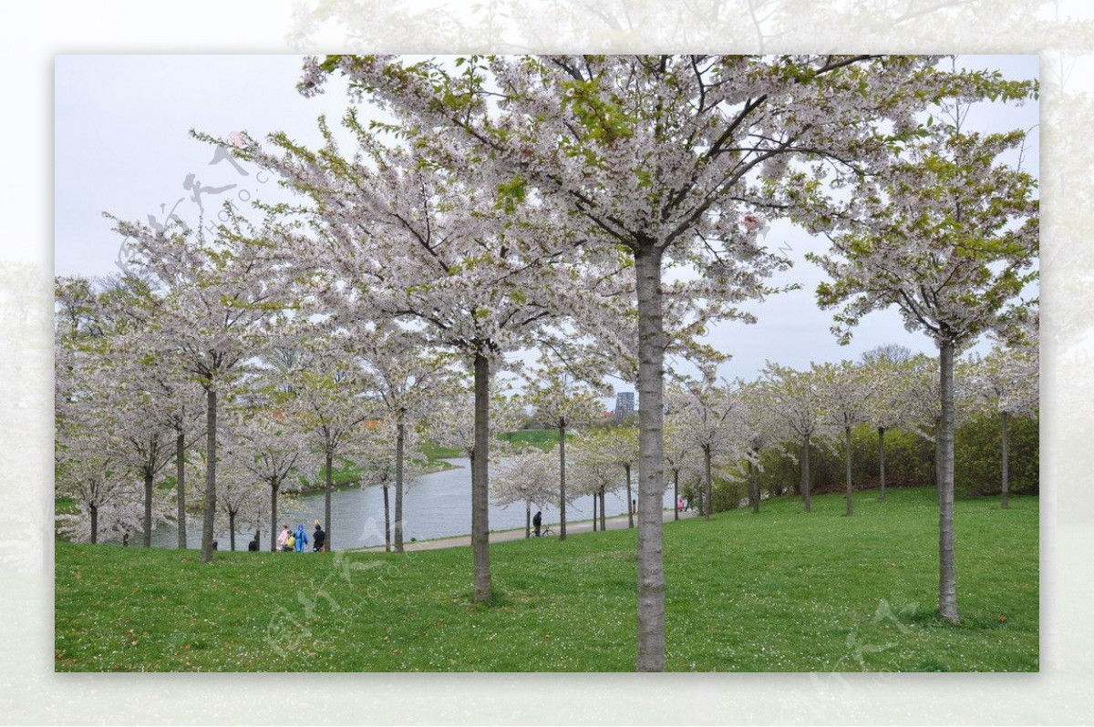 Copenhagen哥本哈根的樱花树图片