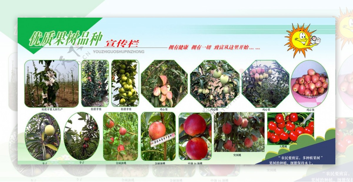 果树品种展板图片
