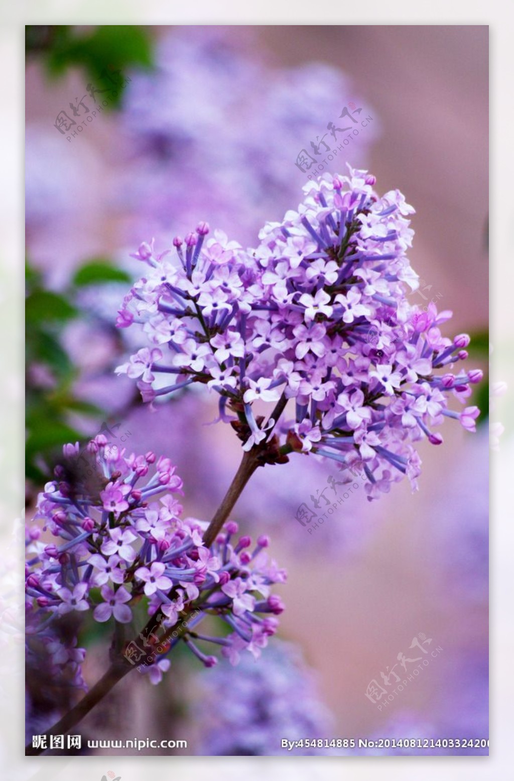 唯美丁香花图片