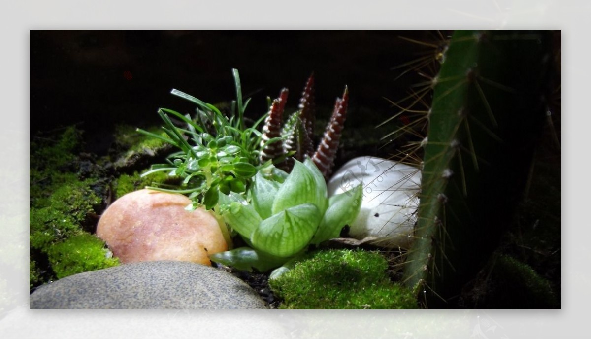 玉露微观植物图片