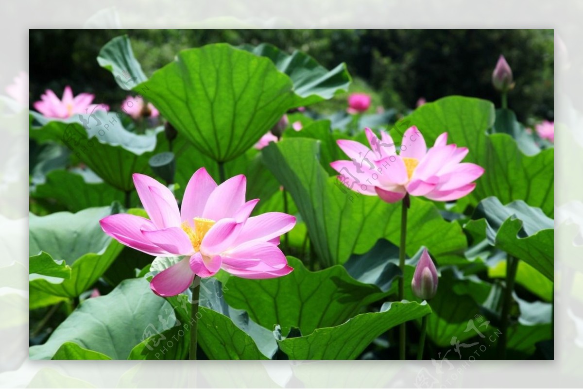 出水芙蓉图片