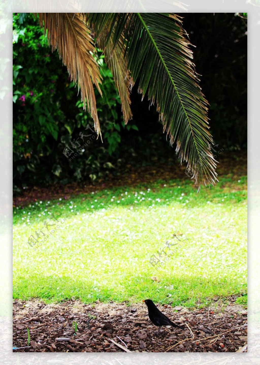 新西兰小镇草丛上的小鸟图片