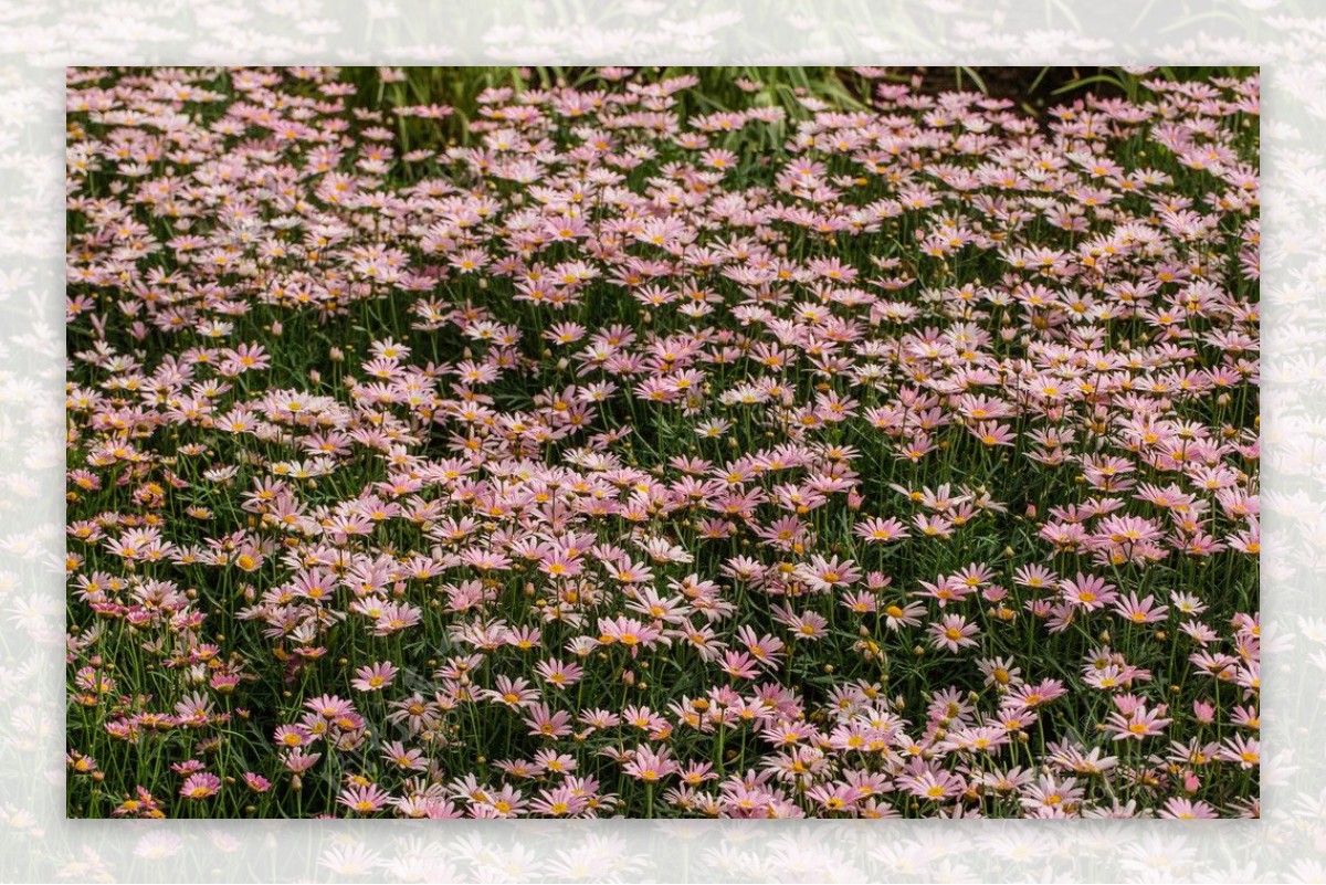 荷兰菊图片