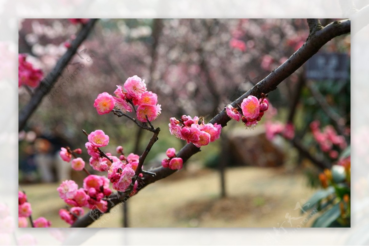 梅花梅园无锡梅花图片