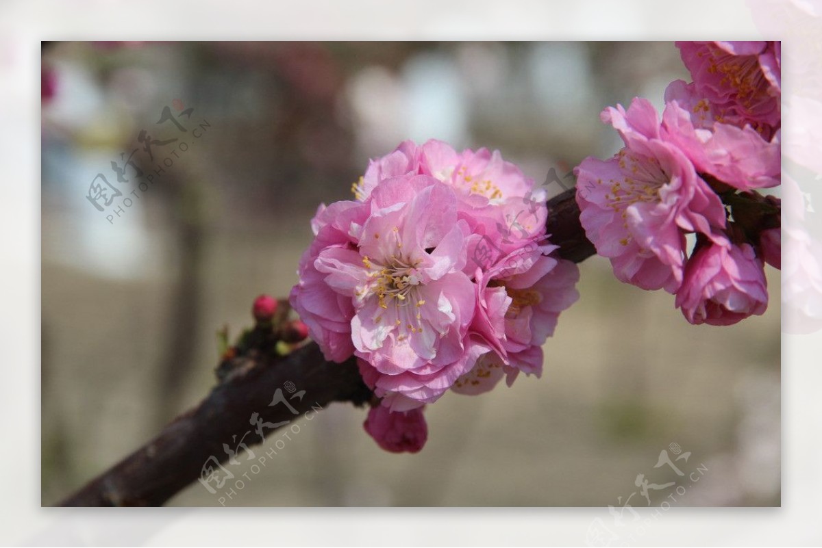 榆叶梅花图片