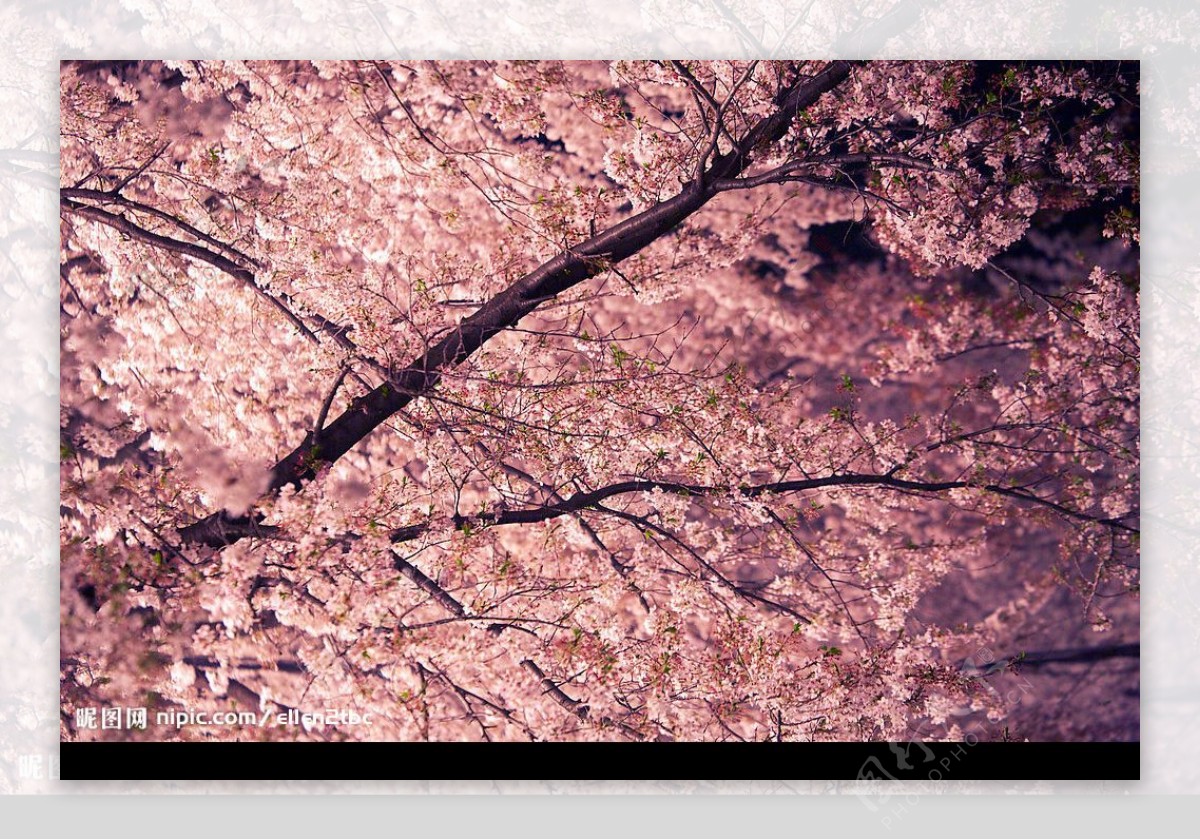 樱花绚烂图片