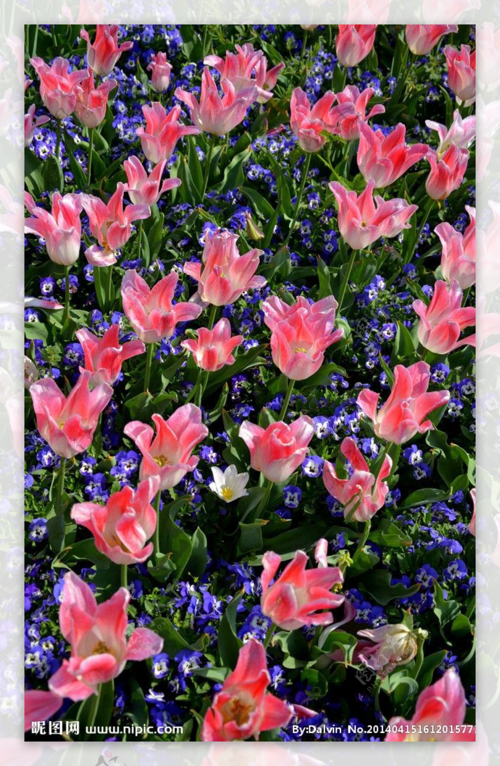 花卉地毯图片