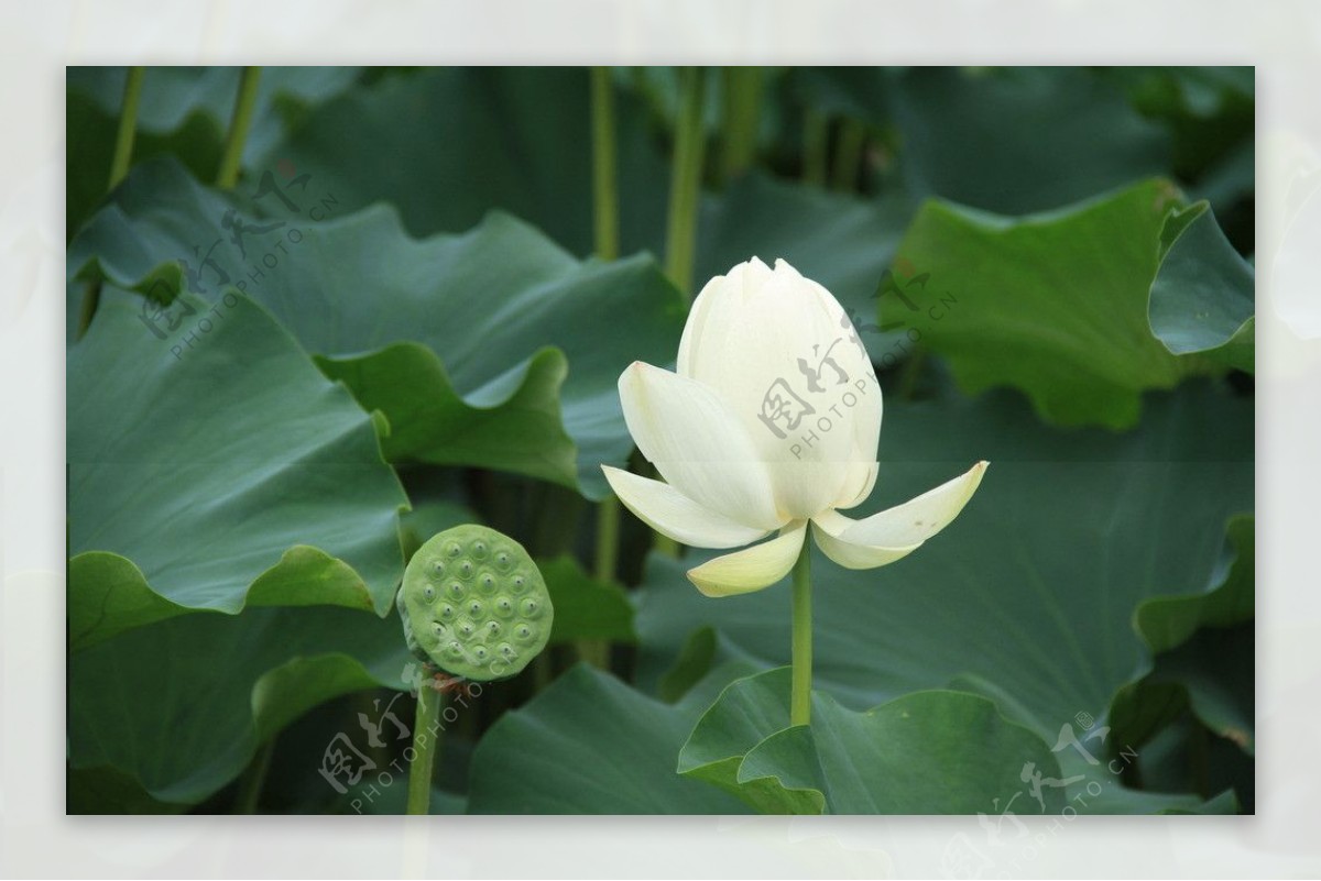 白色荷花与莲蓬图片