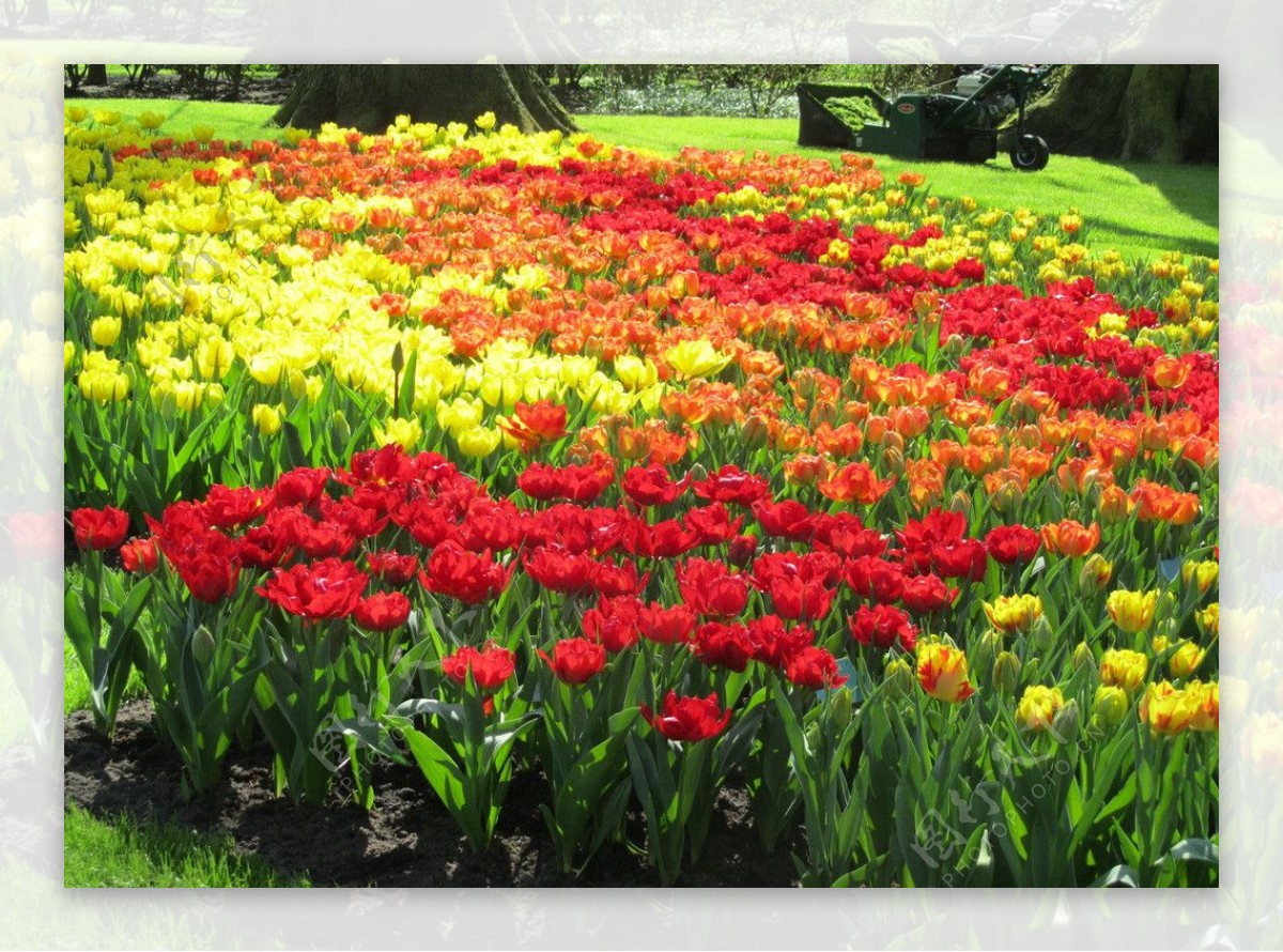荷兰郁金香花园图片