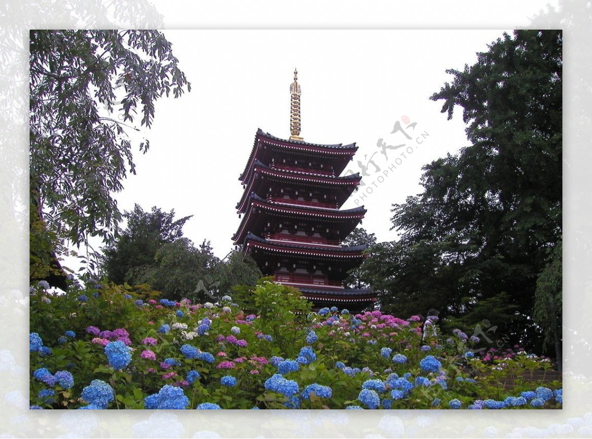 日本樱花自然风景花草塔图片