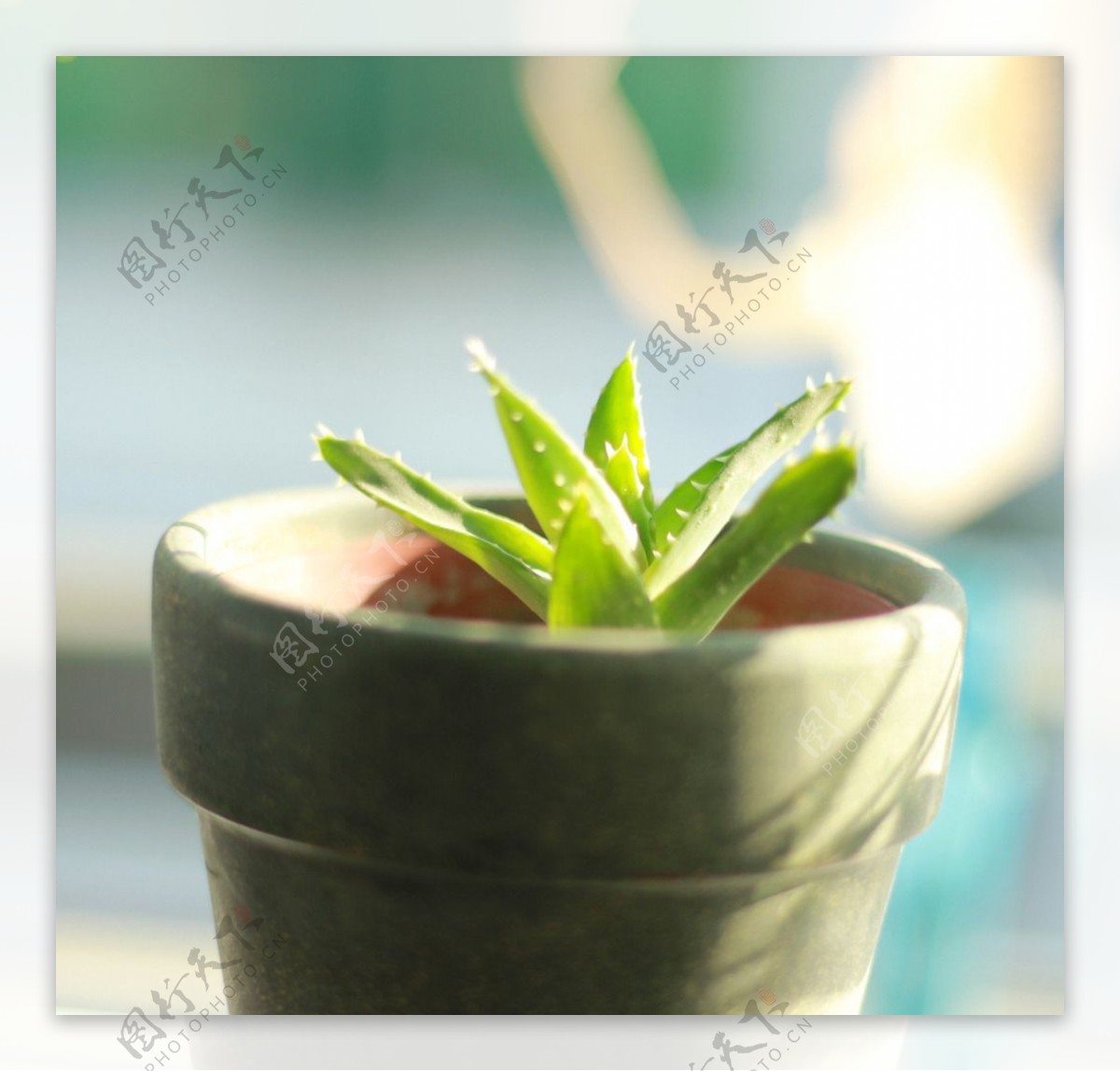 阳光下的芦荟植物盆栽图片