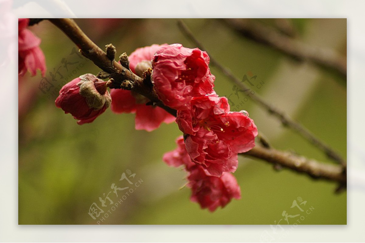 观赏桃花图片