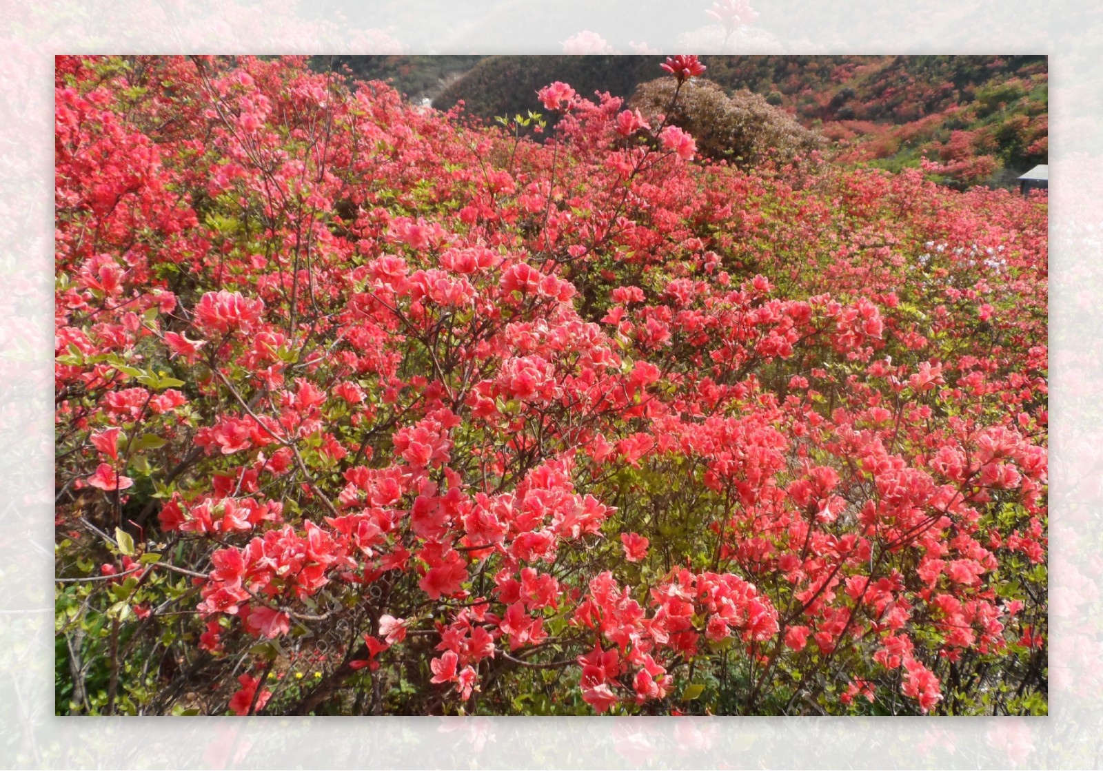 【映山红摄影图片】公园生态摄影_太平洋电脑网摄影部落