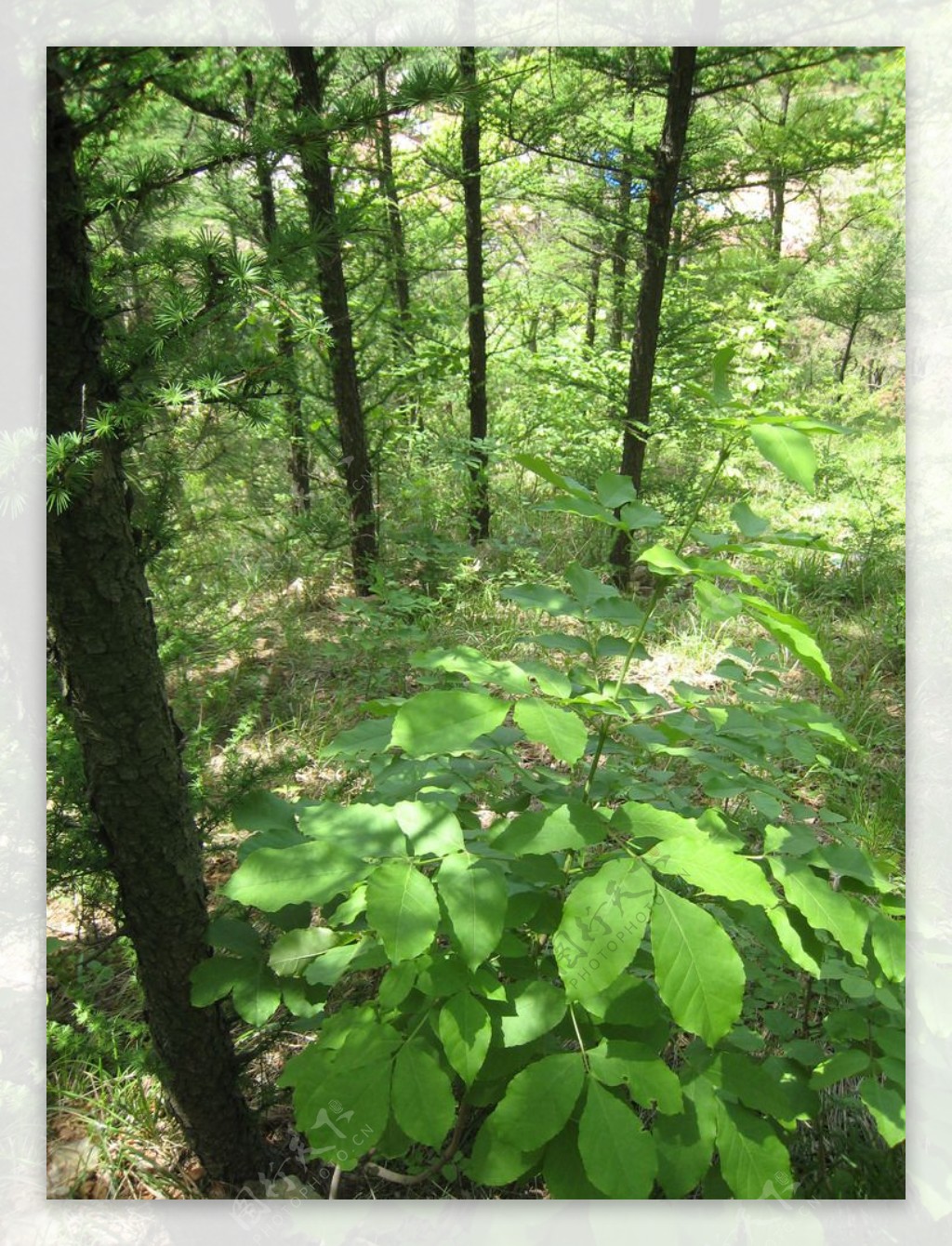 树木绿叶图片