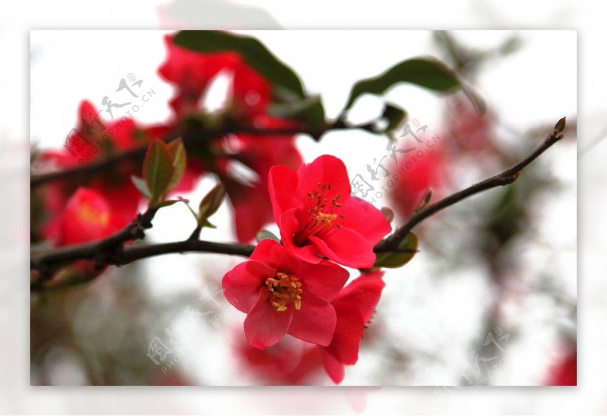 红海棠花图片