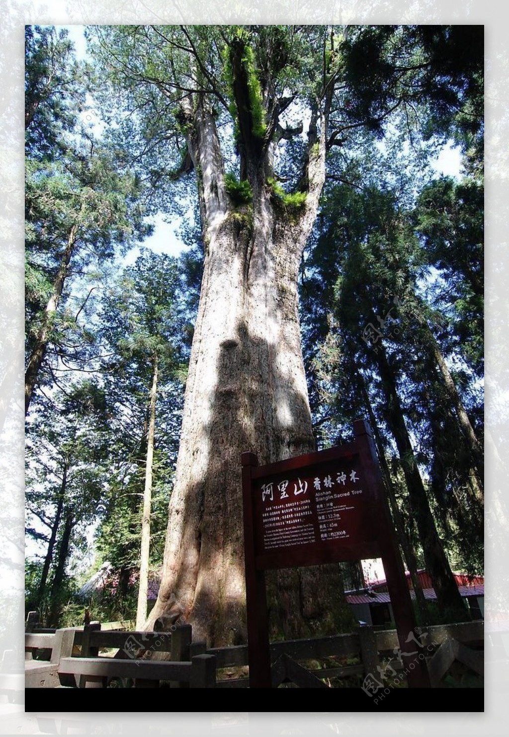 台灣阿里山香林神木樹齡二千三百年图片