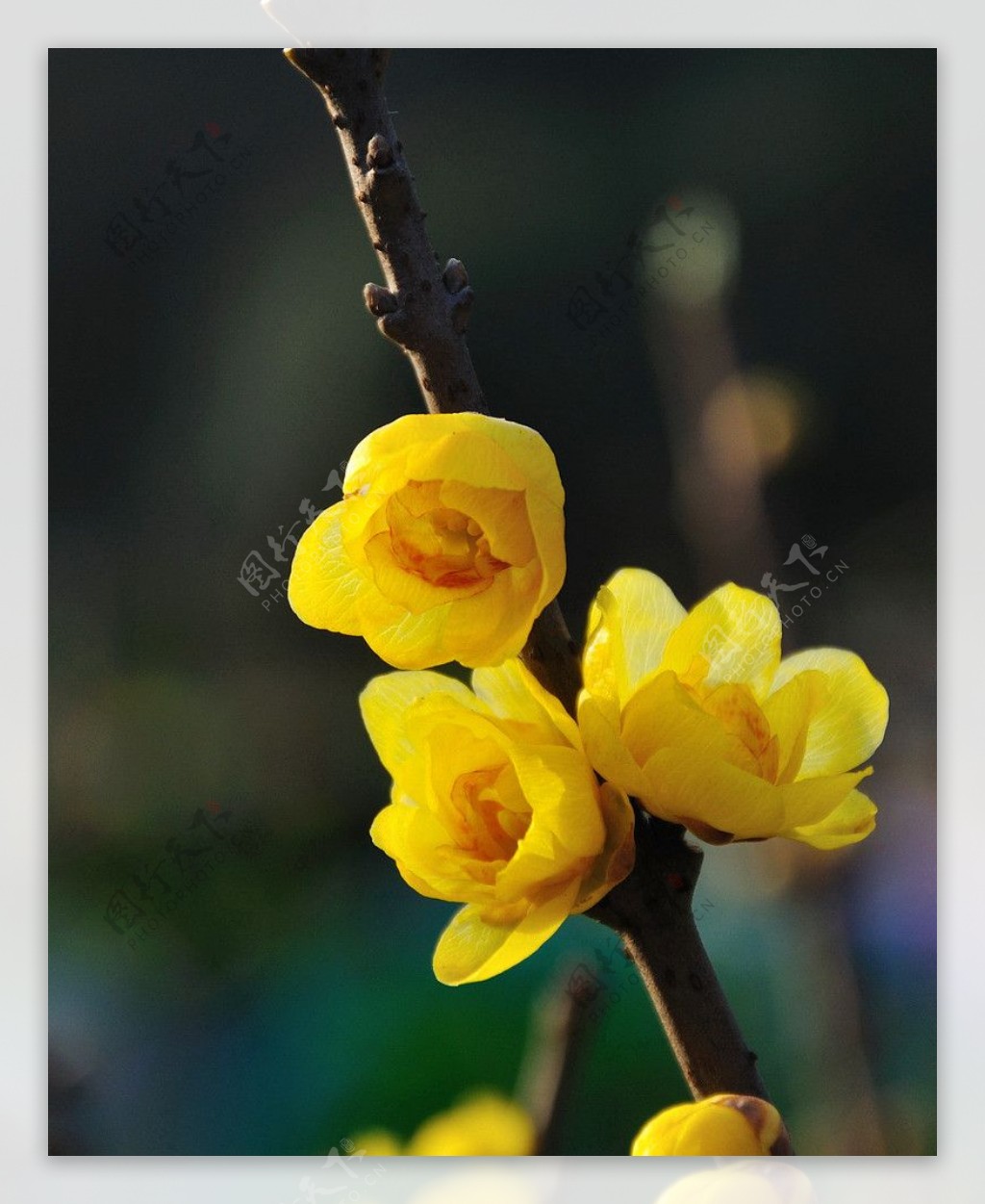 黄色腊梅花图片