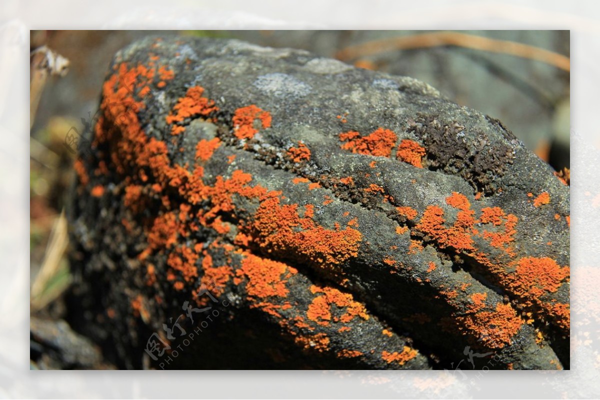 岩石生物图片