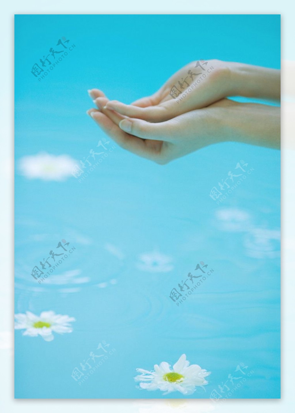 双手和水中花朵图片