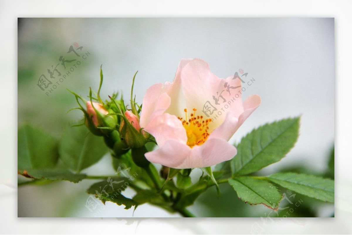粉蔷薇图片