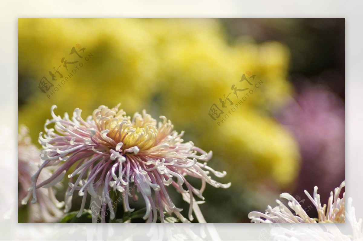 瘦西湖菊花图片