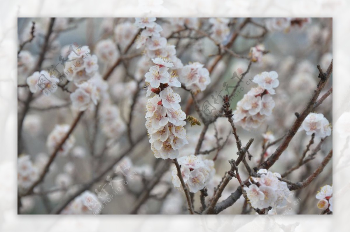 蜜蜂采花图片