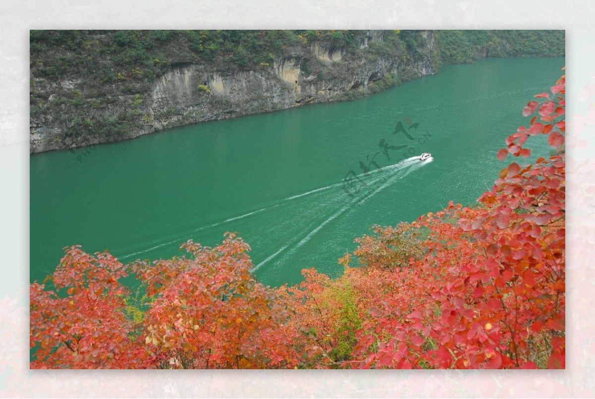 三峡红叶图片