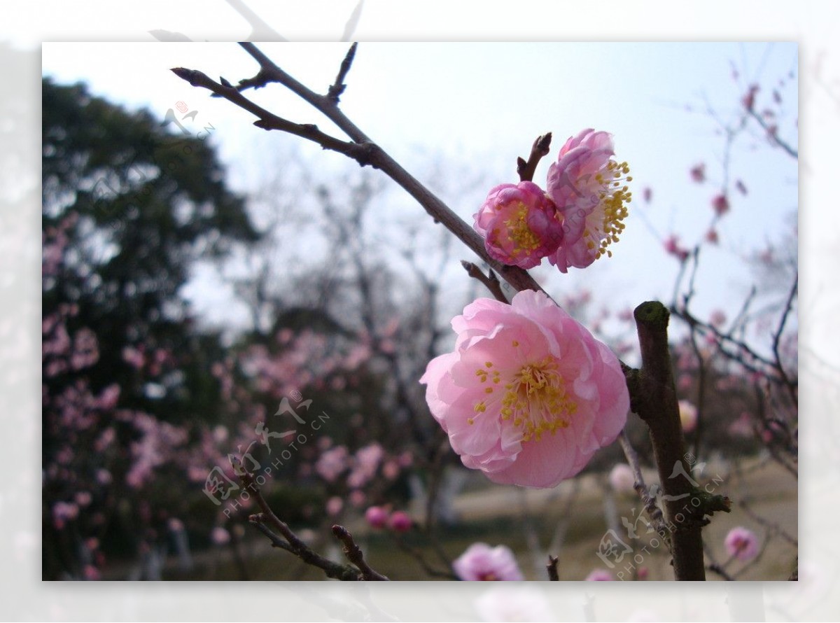 桃花图片