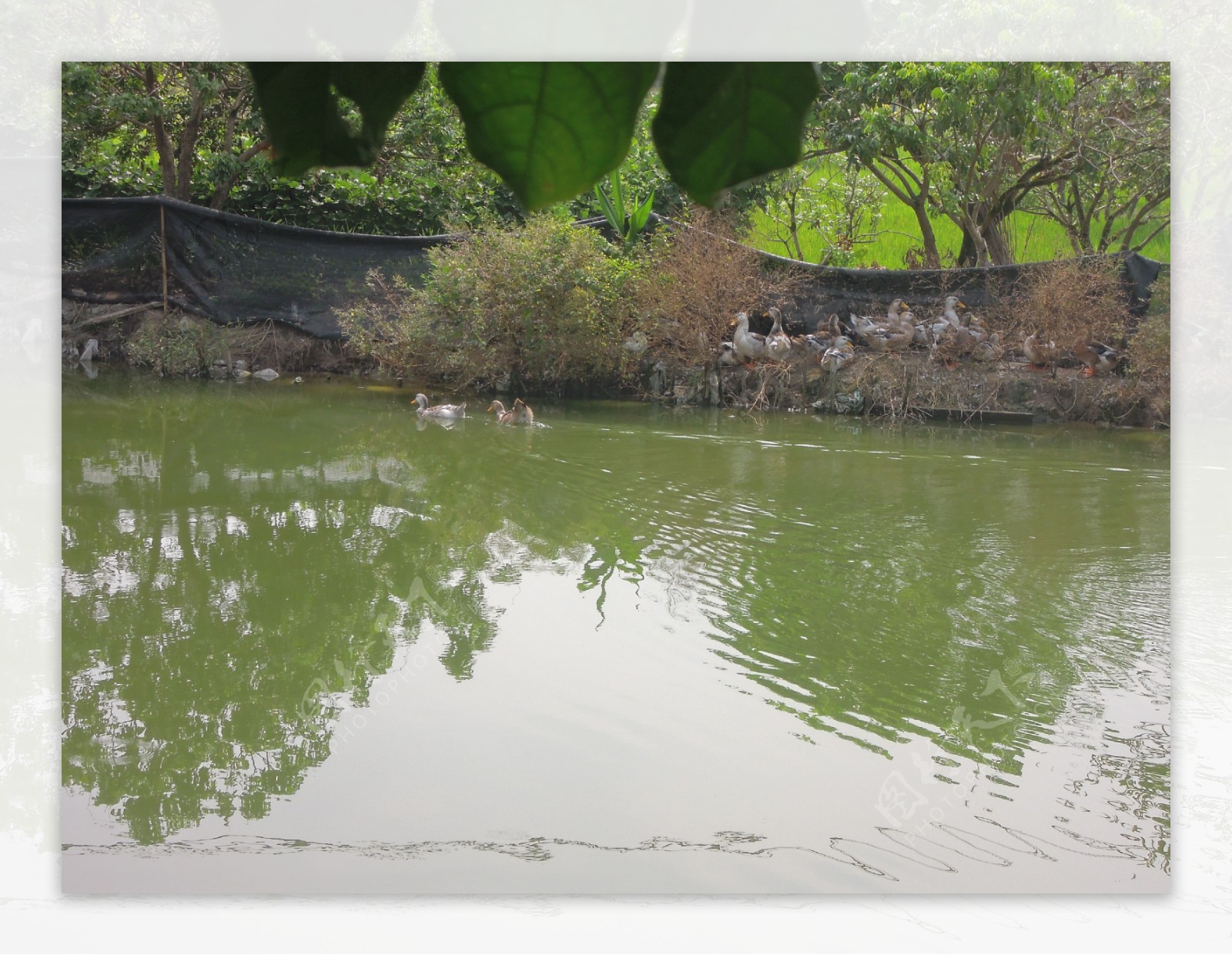 农村池塘鸭子图片