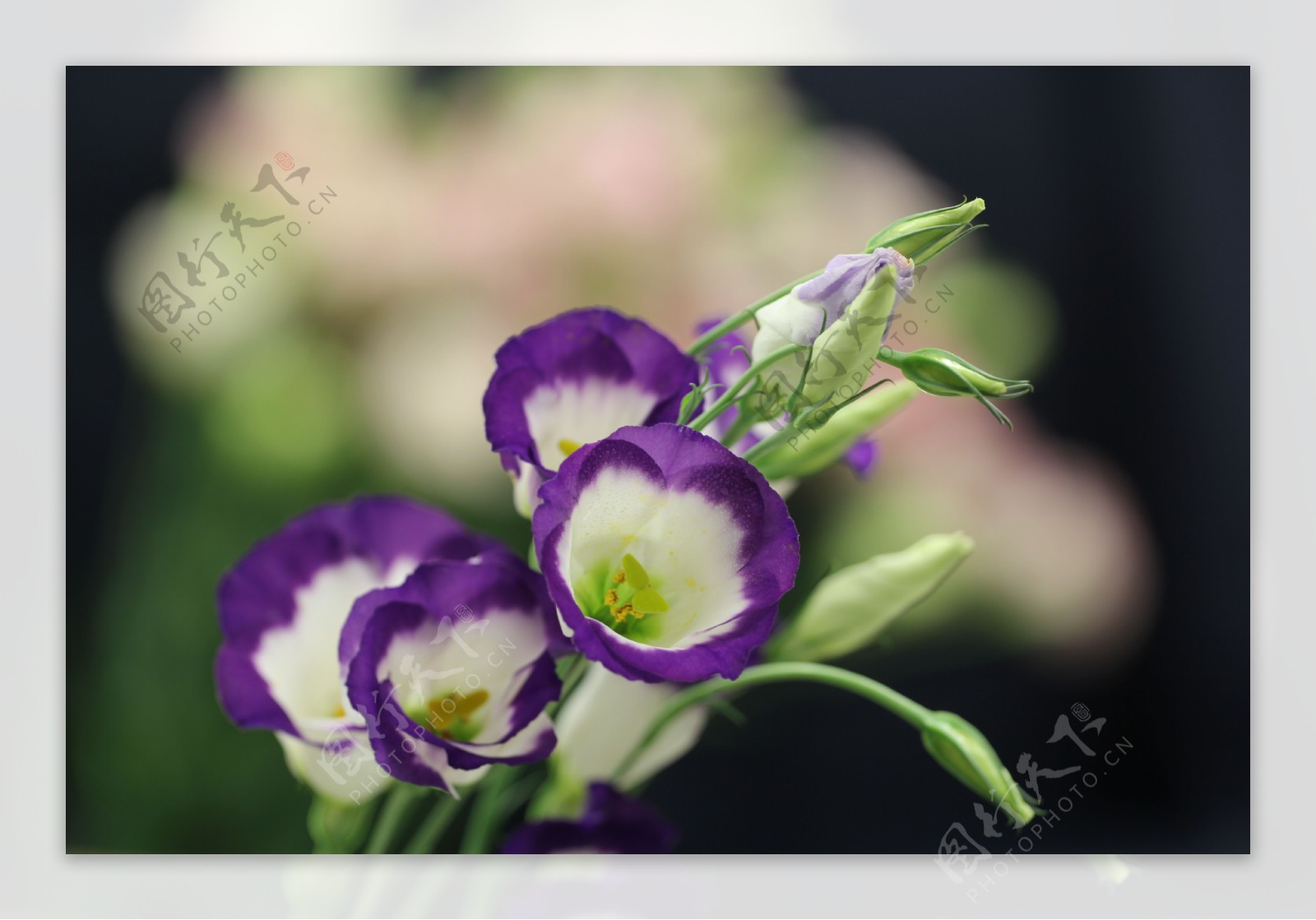 紫色桔梗花图片