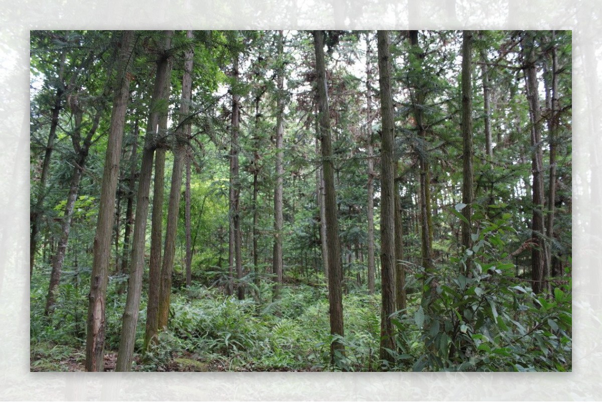 松树林图片
