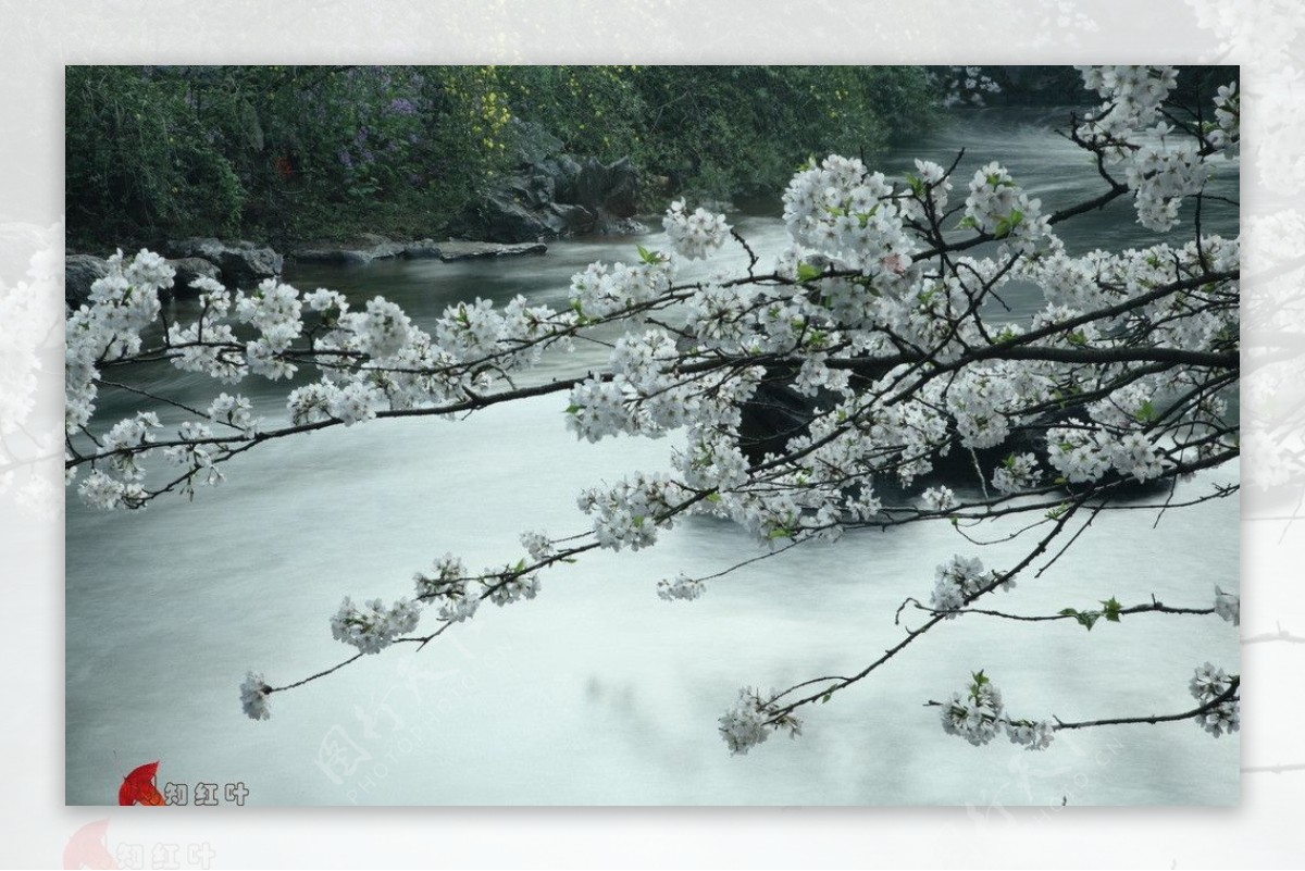 樱花与静悄悄的流水图片