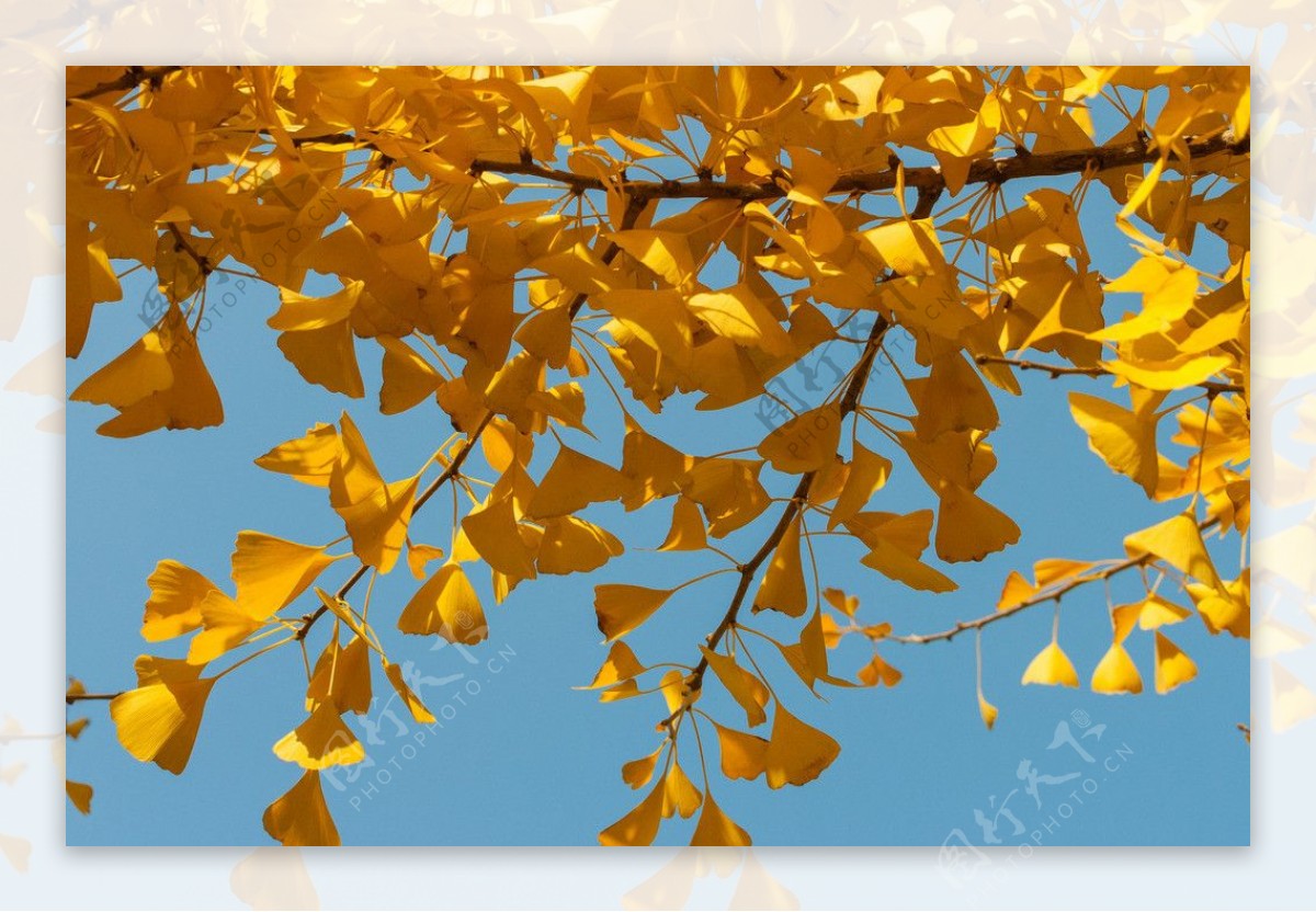 秋日银杏树图片