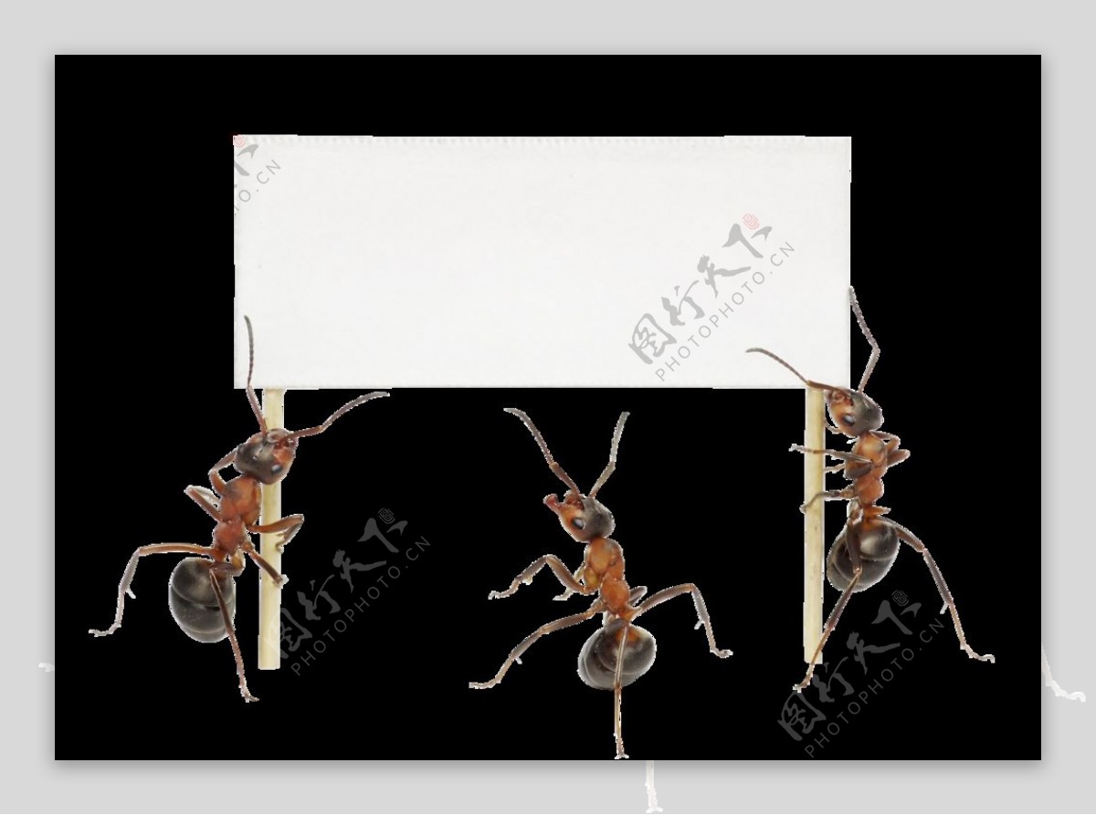 蚂蚁与广告牌图片