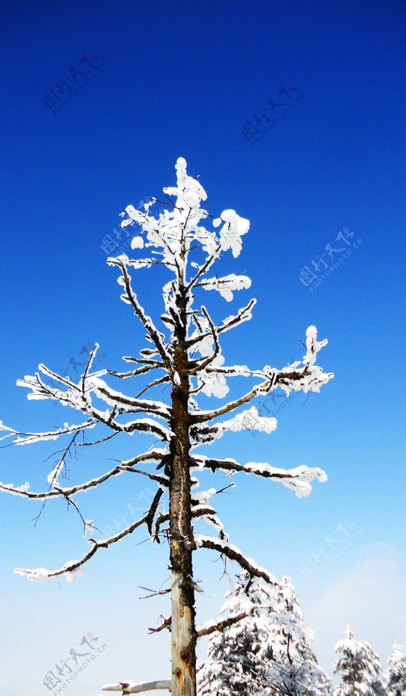 一树雪图片