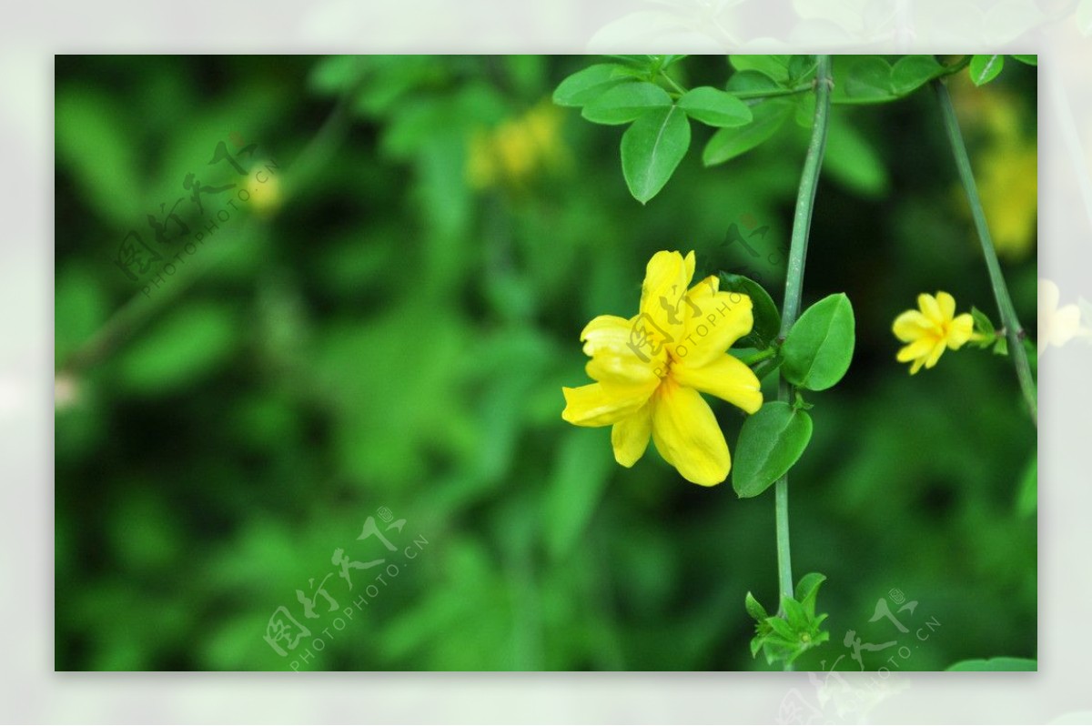 小黄花图片